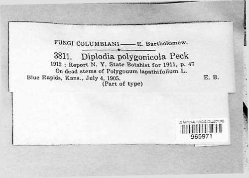 Diplodia polygonicola image